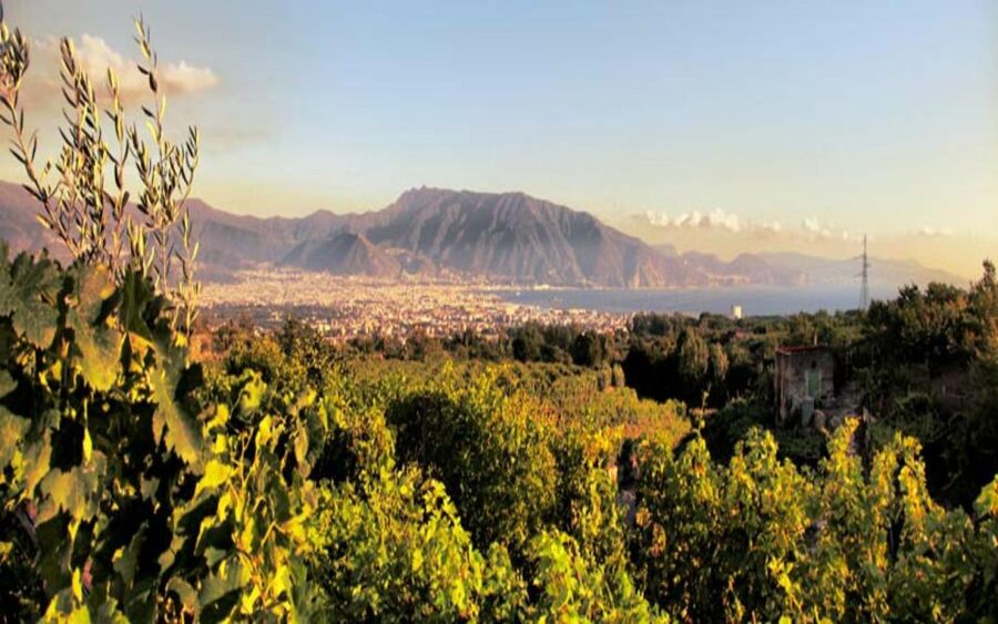 Mount Vesuvius Wine Tasting and Lunch from Pompeii - The wine tasting part: what you taste and how it’s paired
