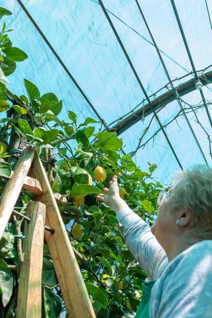 Naples: Mozzarella experience - The lemon and rose garden cooking break: where the experience becomes social
