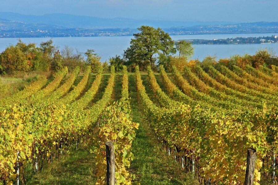 Naples: Pompeii, Vesuvius and Wine Tasting Tour - Naples Pickup And The Scenic Van Ride To Vesuvius