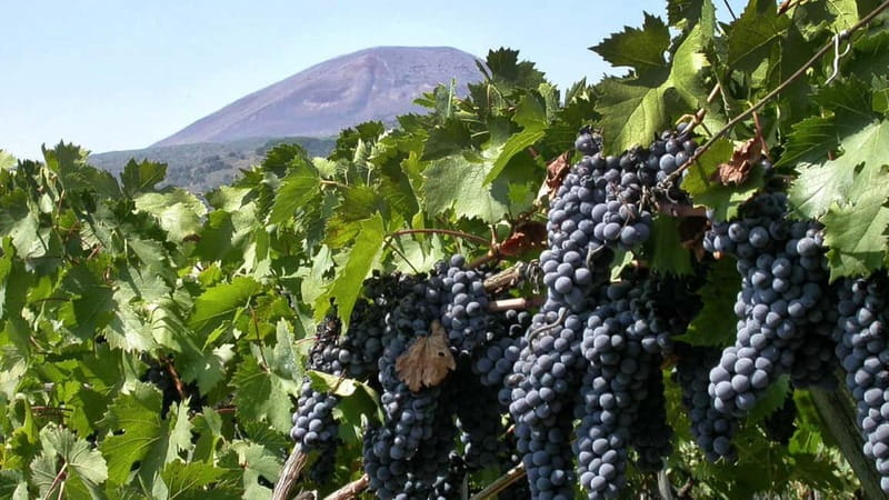 Pompeii: Archeological Tour & Wine Tasting at Mt. Vesuvius - Key highlights to know before you go