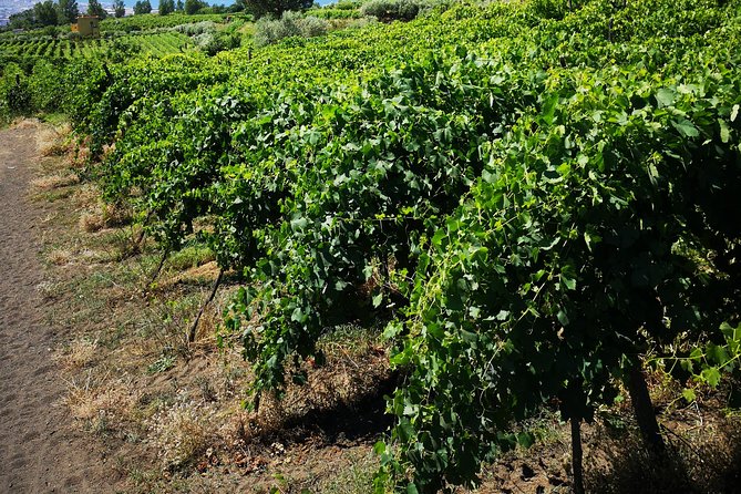 Pompeii Tour & Lunch with Wine Tasting Experience - What the wine tasting feels like in practice