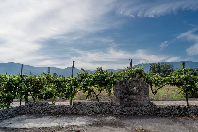 Pompeii Vineyard Escape: Private Wine Tasting & Lunch - Why the private format changes the whole afternoon