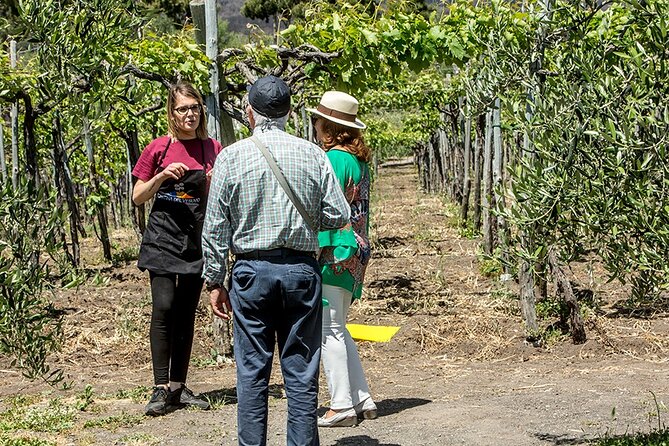 Scenic Wine Tasting & Lunch on the Slopes of Vesuvius from Naples - Price and Value: What You’re Really Paying For at $108.84
