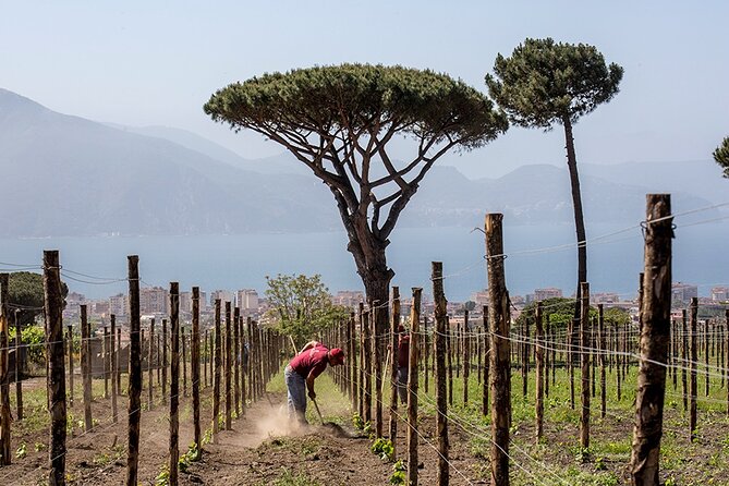 Scenic Wine Tasting & Lunch on the Slopes of Vesuvius from Naples - Who This Tour Fits Best, and Who Should Choose Something Else