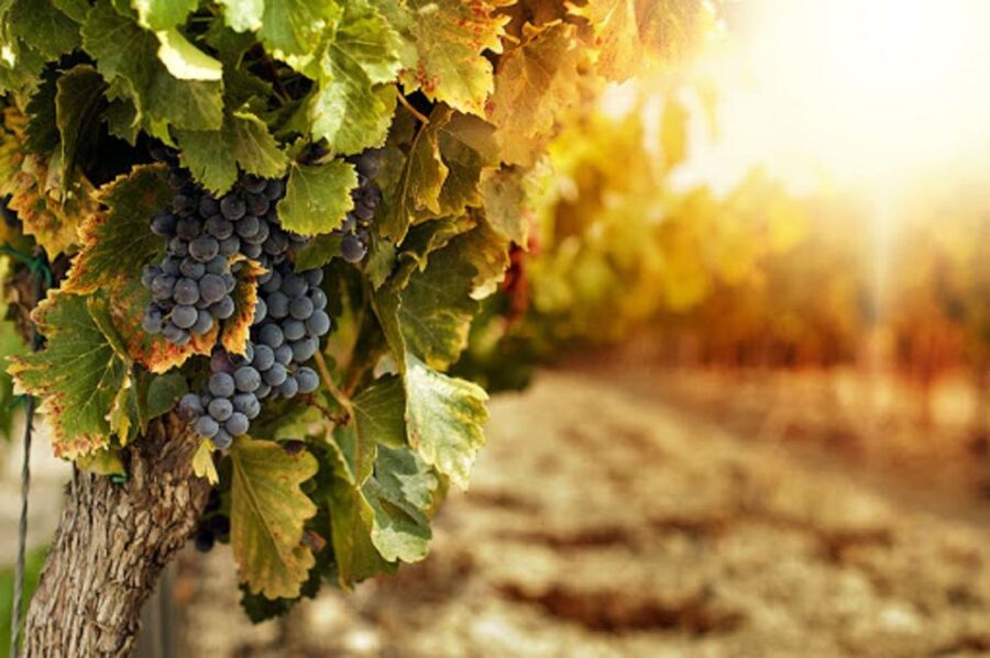 Wine Tasting Experience on the slopes of Vesuvius - Why Vesuvius Wine Tasting Feels Special (Even If You Know Naples)