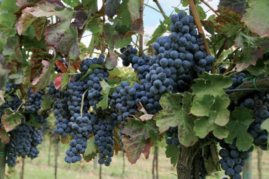 Wine Tasting Experience on the slopes of Vesuvius - The Vineyard Walk: Views, Timing, and What You Should Look For